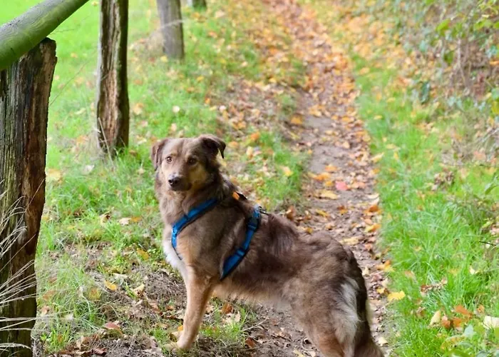 Im Vest Oer-Erkenschwick